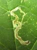 Phytomyza sp.